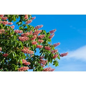 Pagaštan pleťový (Aesculus × carnea briotti) – výška 280-300 cm, obvod kmeňa 8/10 cm, kont. C35L